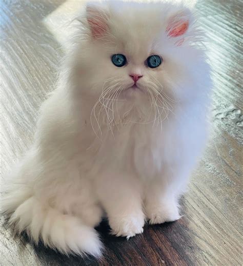 4 gorgeous pedigree persian kittens for sale , blue white boy, blue white girl, bluecream girl, and blue smoke girl. . Kitten persian cat for sale
